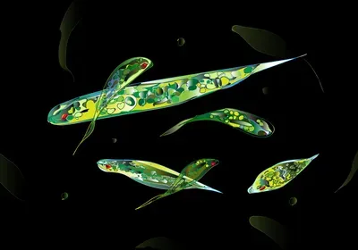 an illustration of plankton an illustration of plankton